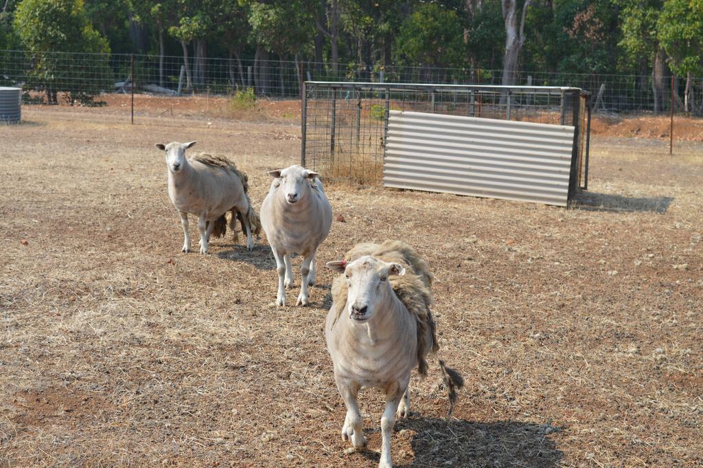 Jarrah Glen Cabins Nannup Zewnętrze zdjęcie